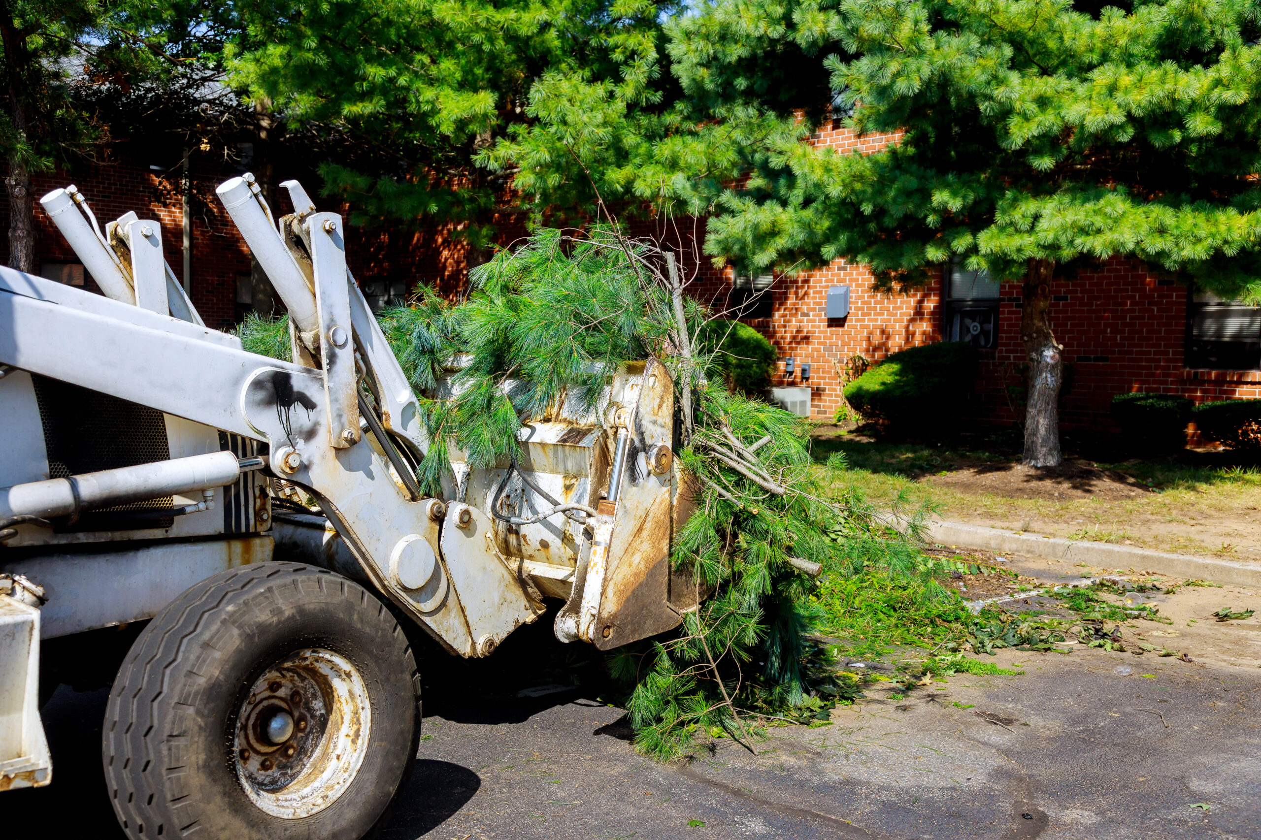 After a hurricane, a tractor is used to remove broken branches from trees