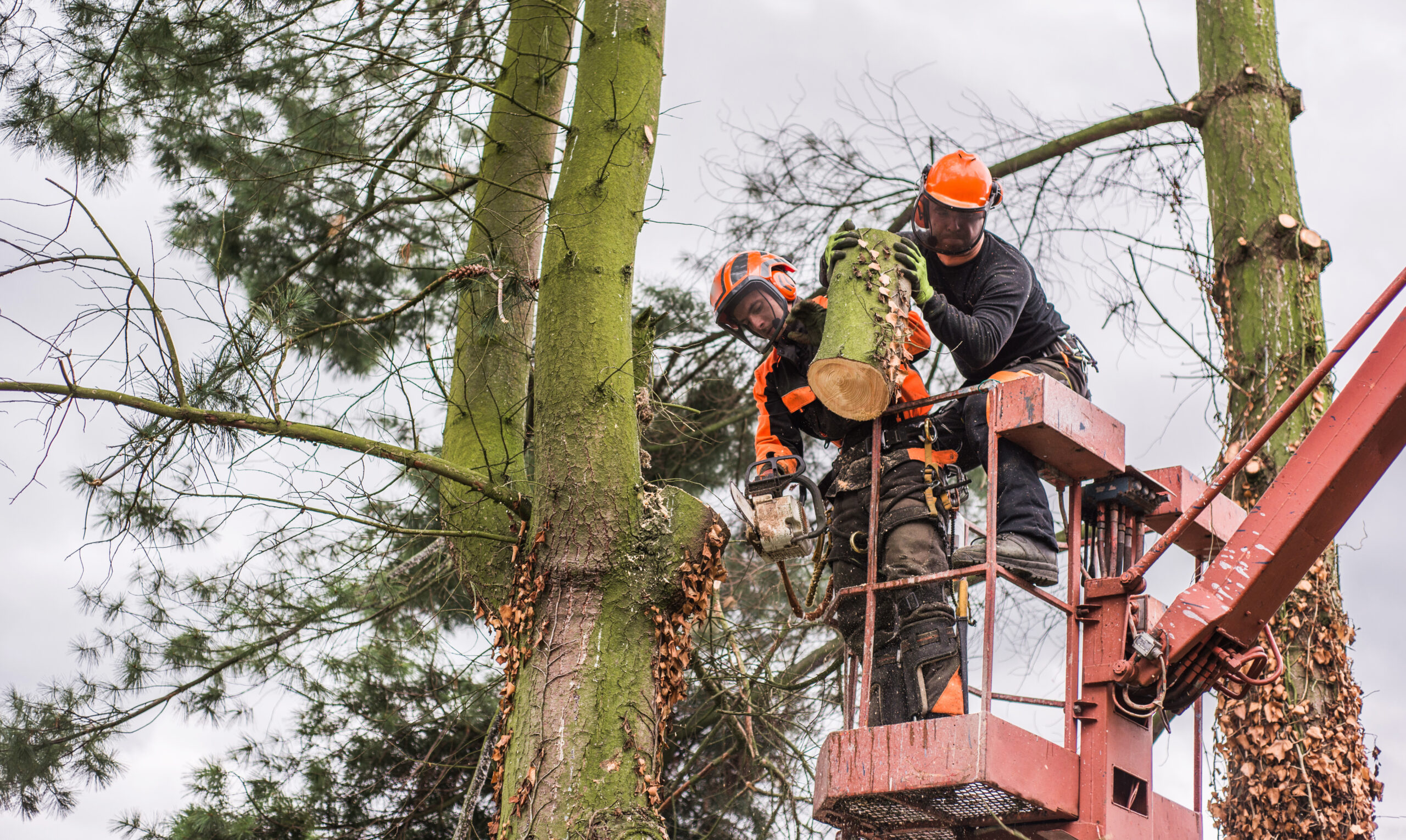 Arborist men with chainsaw and lifting platform cutting a tree
