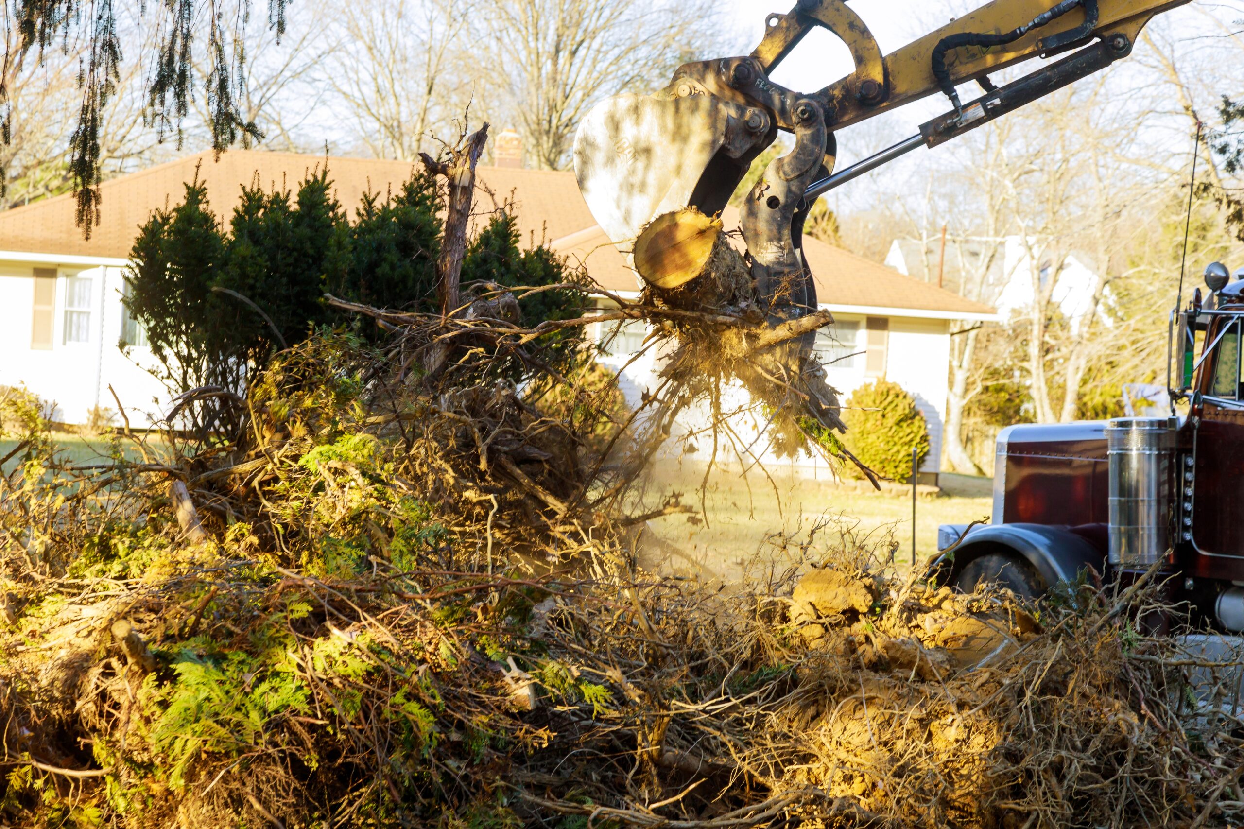 Old trees are being removed in cities tree trunk for loading into truck