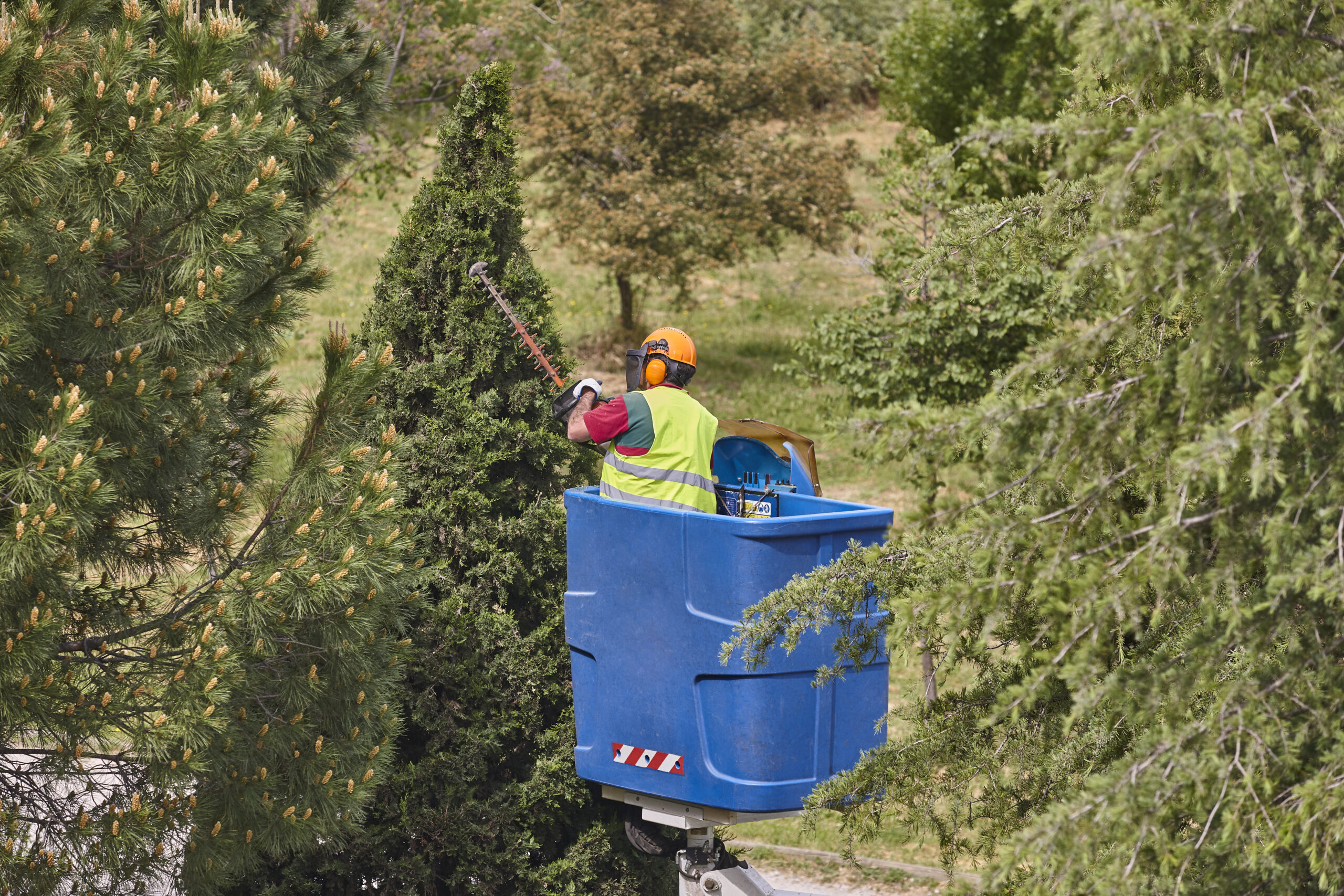 Gardener pruning a cypress on a crane