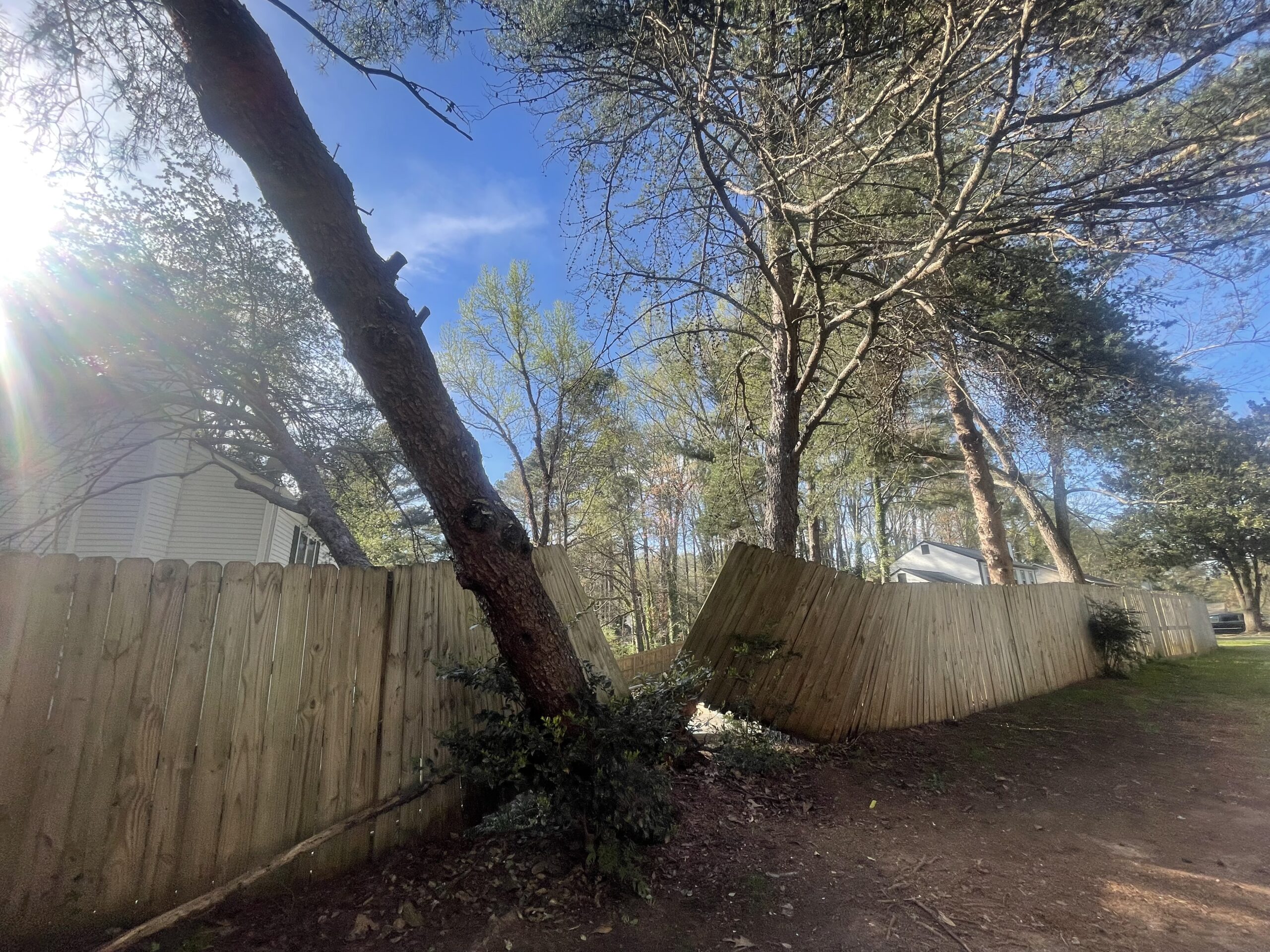 Leaning pine pushing over a wood privacy fence, sun flaring through the canopy