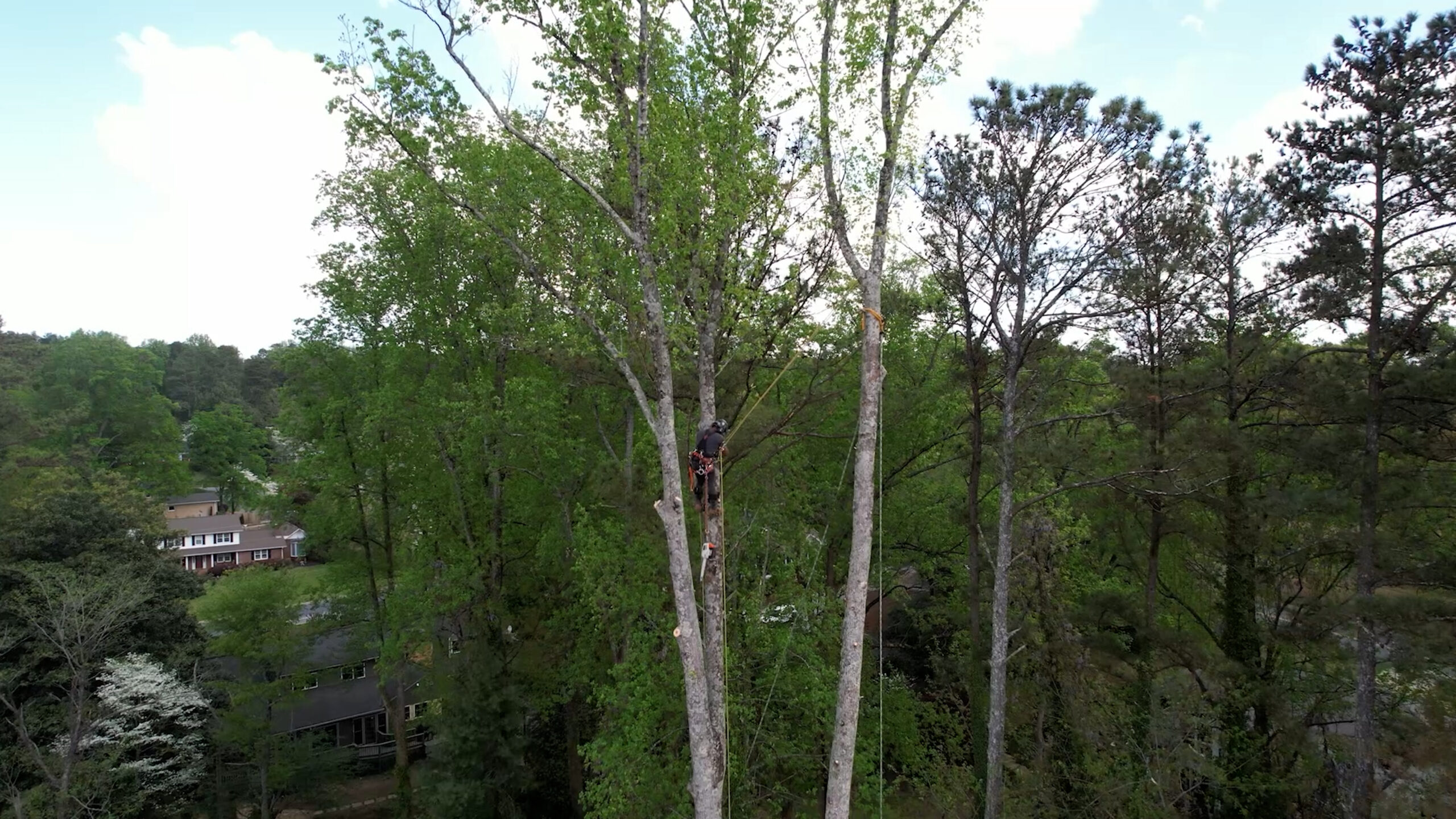 Aerial of a climber working in spring canopy with homes visible through the trees