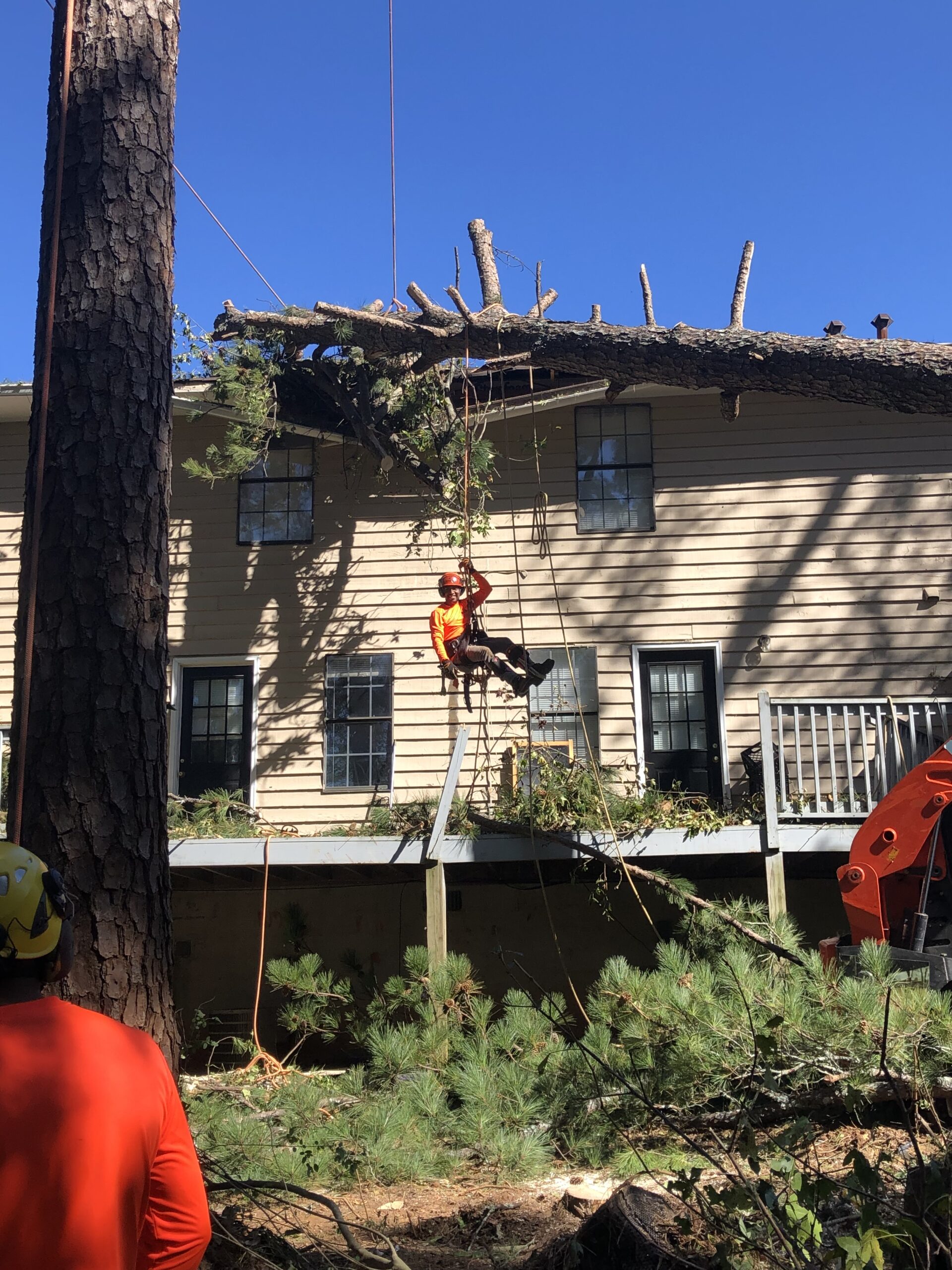 Climber being lowered on rope beside a tan two-story home while a large pine limb spans the roofline
