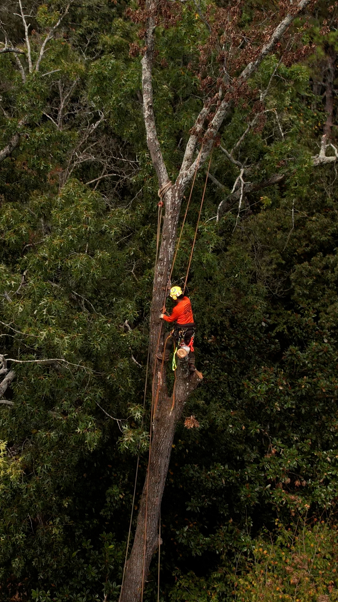 Climber high in a dead oak in a yellow helmet and orange shirt against a dark evergreen backdrop