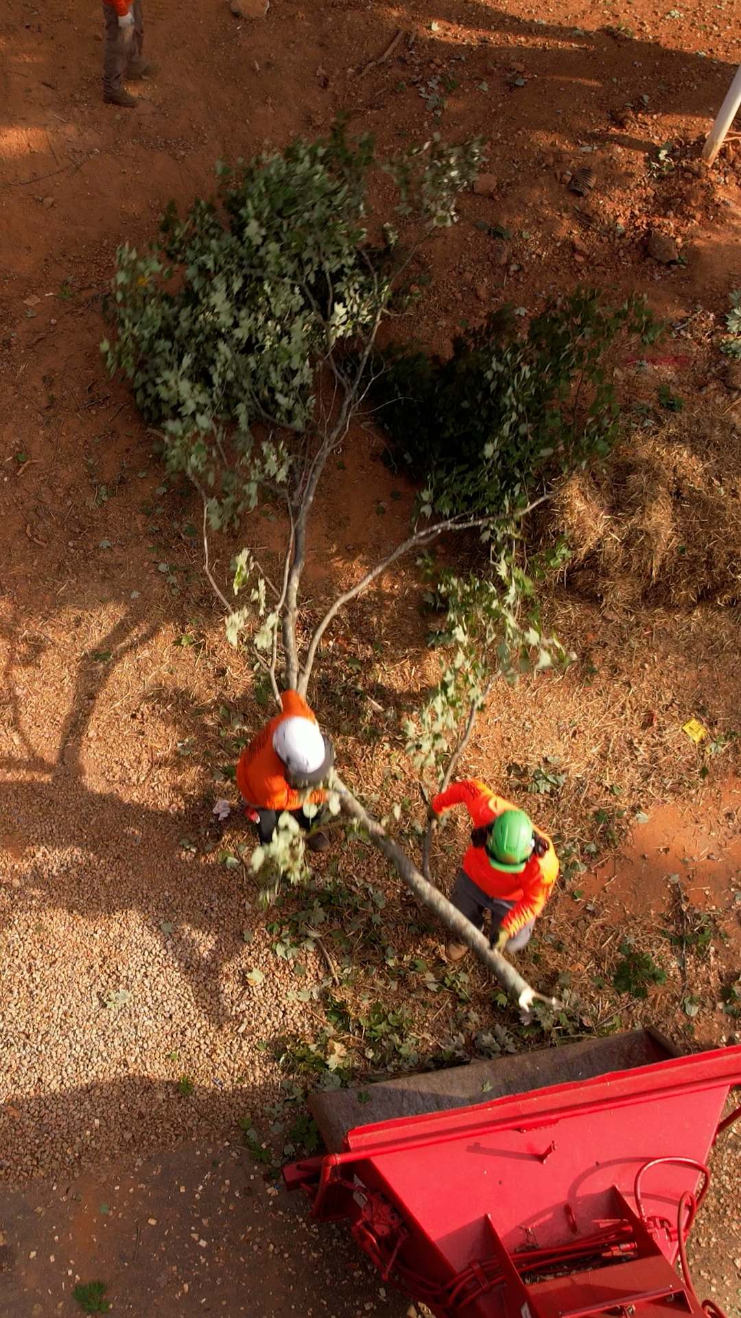 Aerial of two crew feeding a small tree into the chipper on a bare red-clay lot with straw laid down