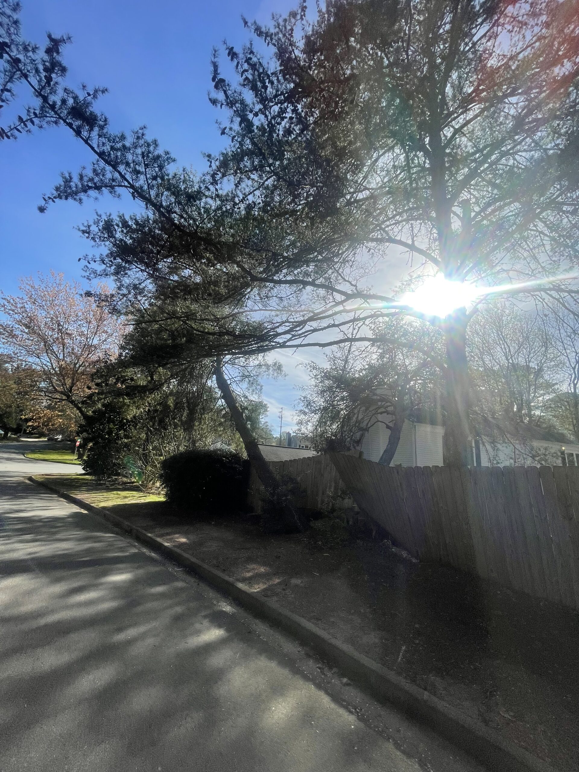 Heavily leaning cedar arching over a wood fence and residential street, sun flare through the crown
