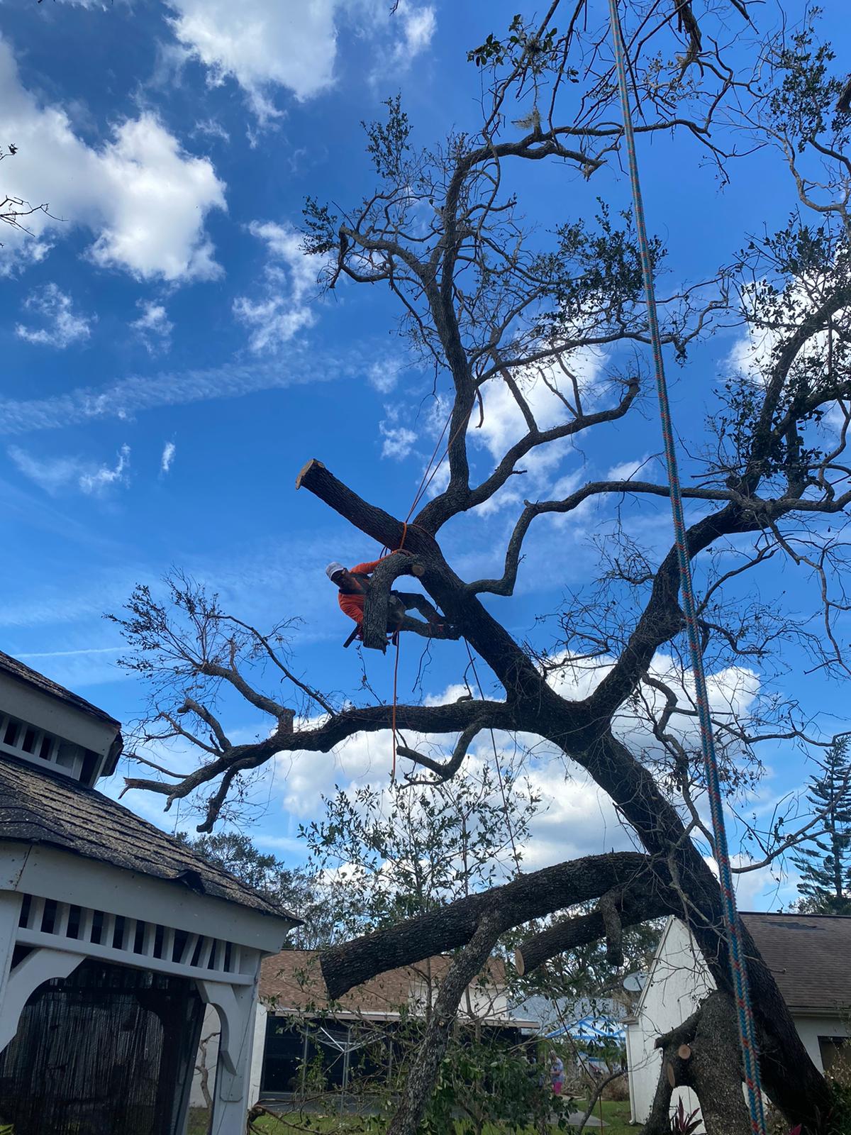 Climber roped into a large spreading live oak against blue sky, gazebo and rooftops below