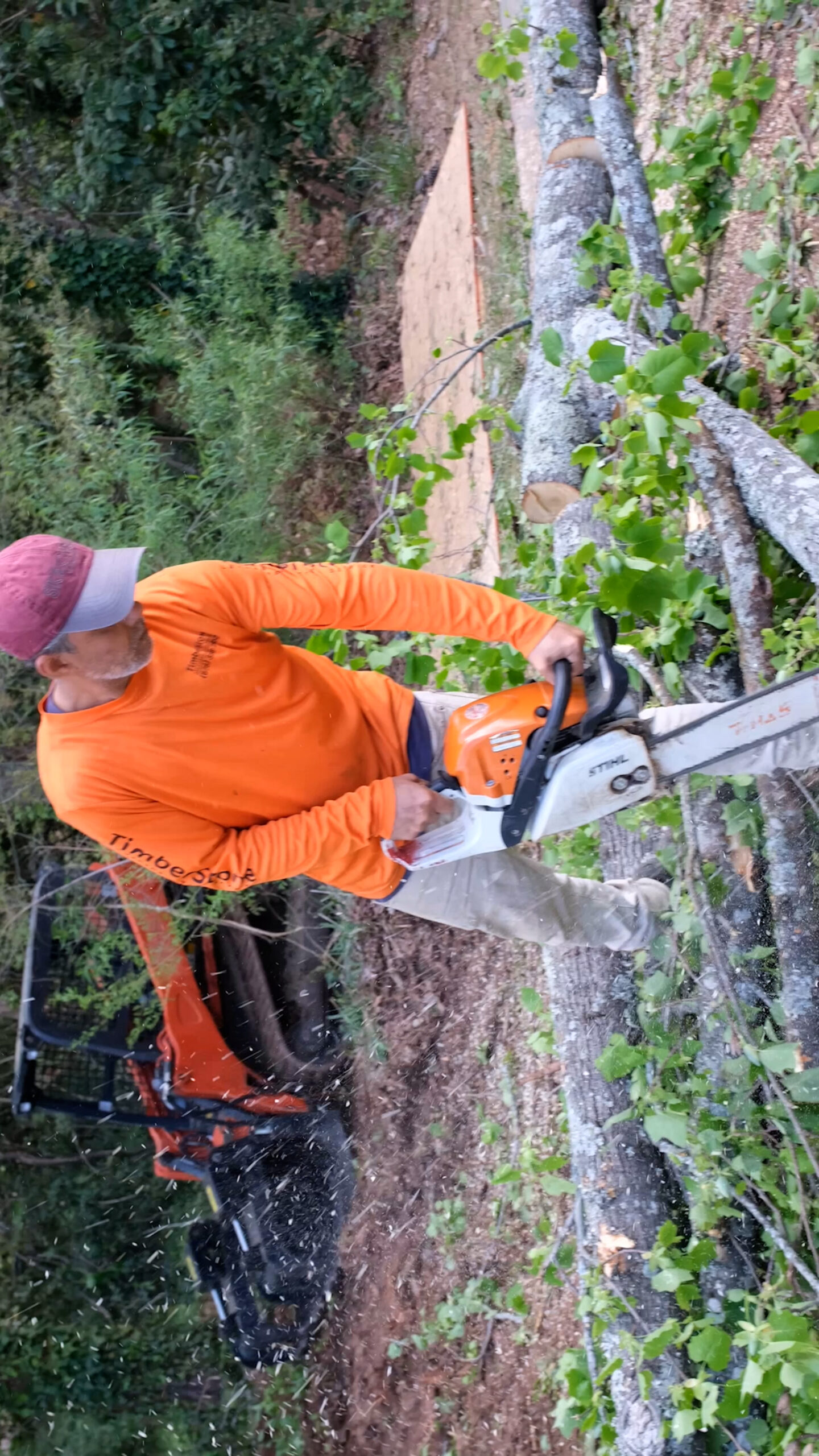 Crew member in orange Timberstone shirt bucking a felled log with a Stihl saw, sawdust spraying