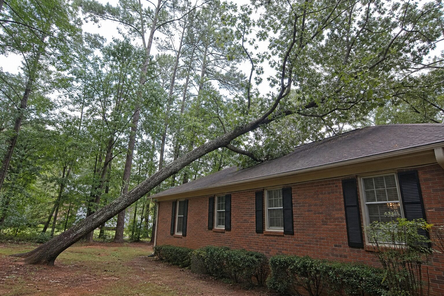 Tree Risk Assessment in Buford: Who Should Handle It