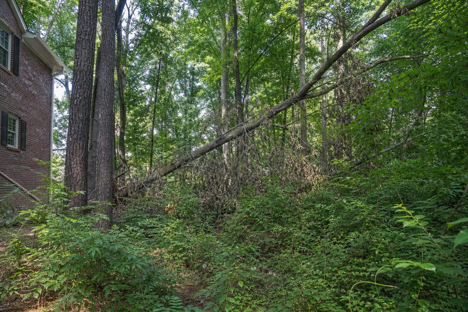 Before: land clearing work begins
