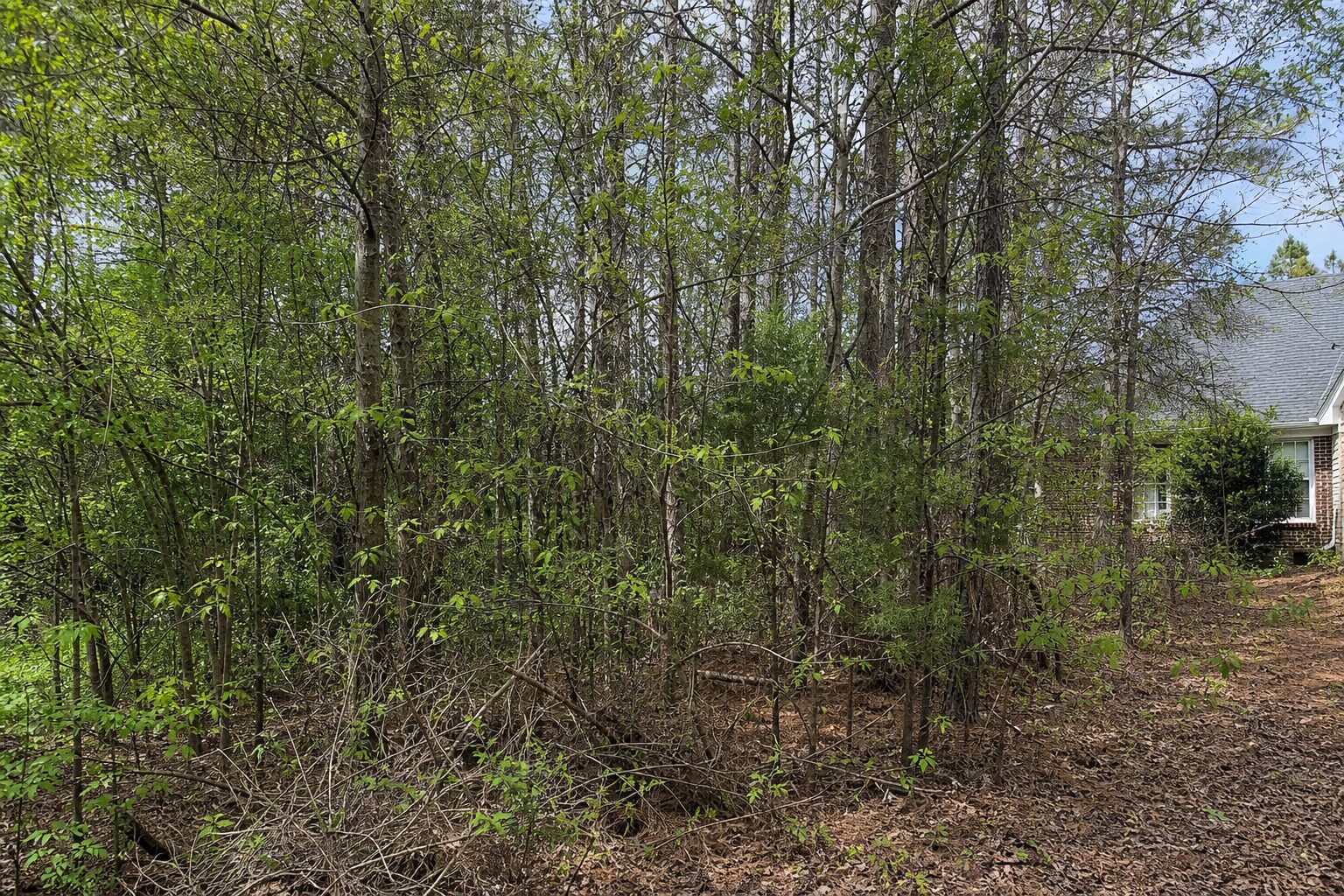 Before: land clearing work begins