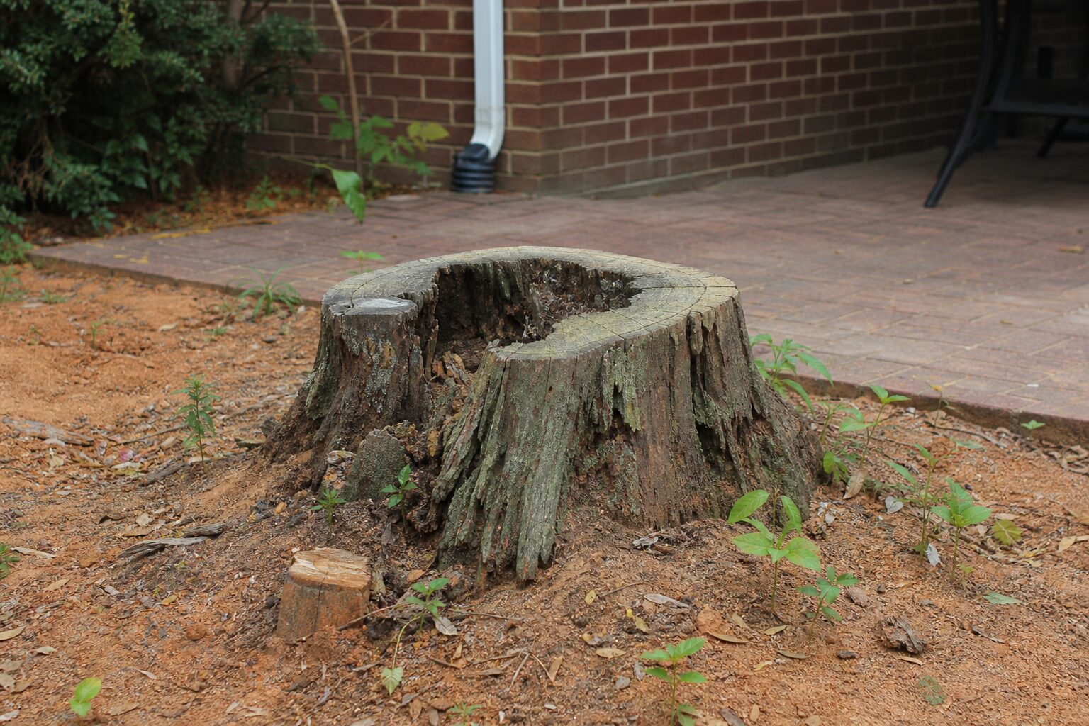 Before: stump grinding work begins