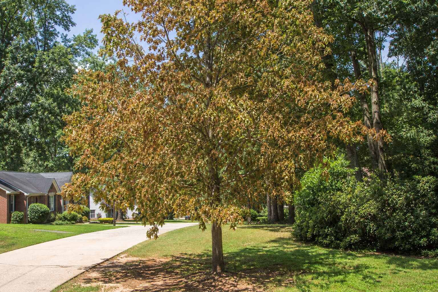 You Might Need Dying Tree in Alpharetta. Now What?