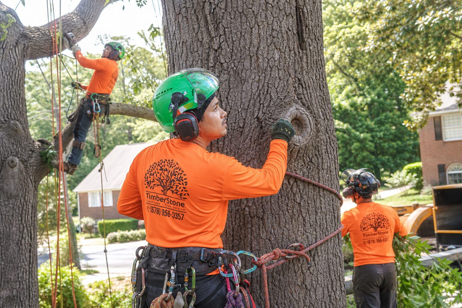 Tree Disease Diagnosis in Alpharetta: The Questions That Matter