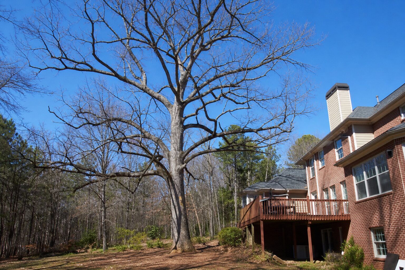 What Separates a Real Crew from a Truck and a Saw in Alpharetta