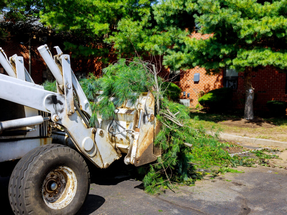 After hurricane tractor is used to remove broken branches from trees