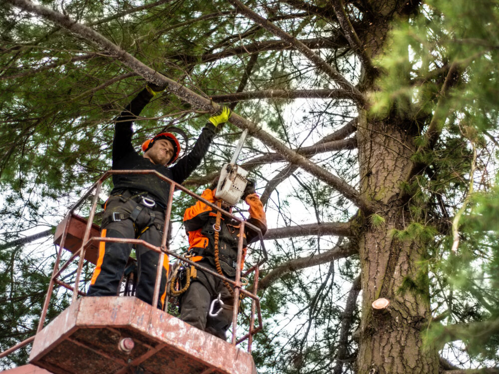 Two arborist men with chainsaw and lifting platform cutting a tree.