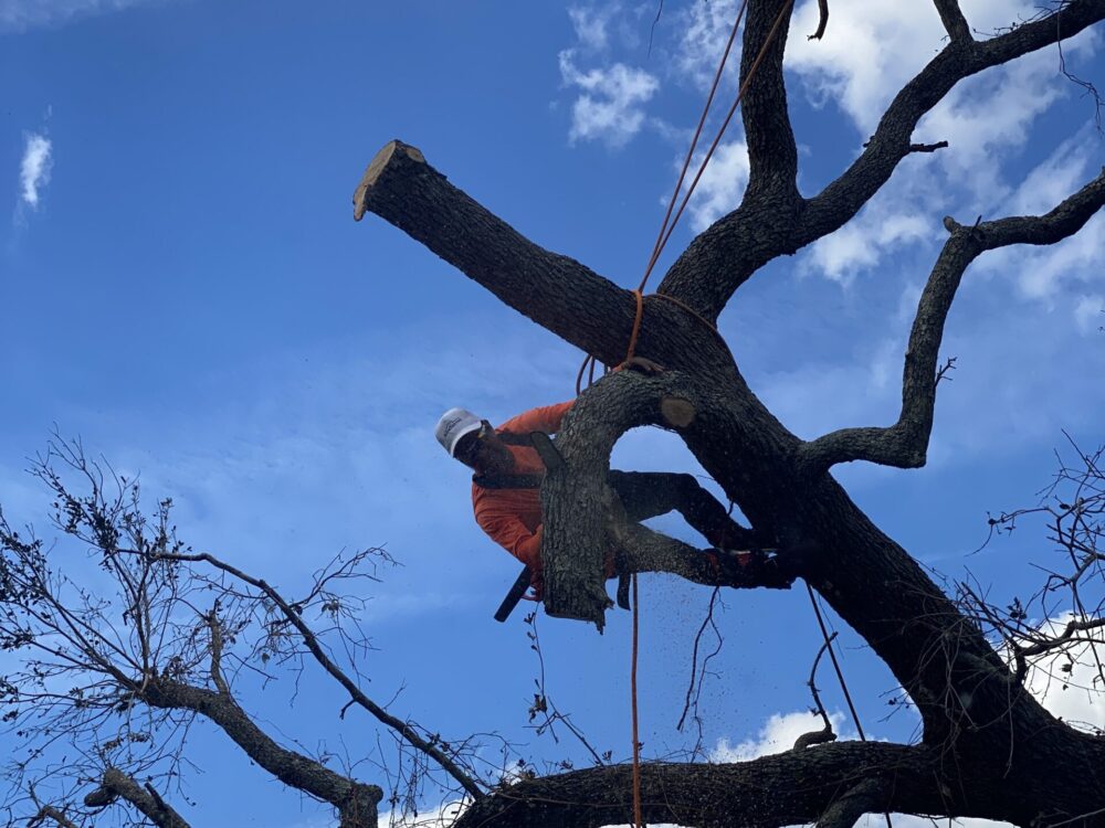 Timberstone Tree Service (29)